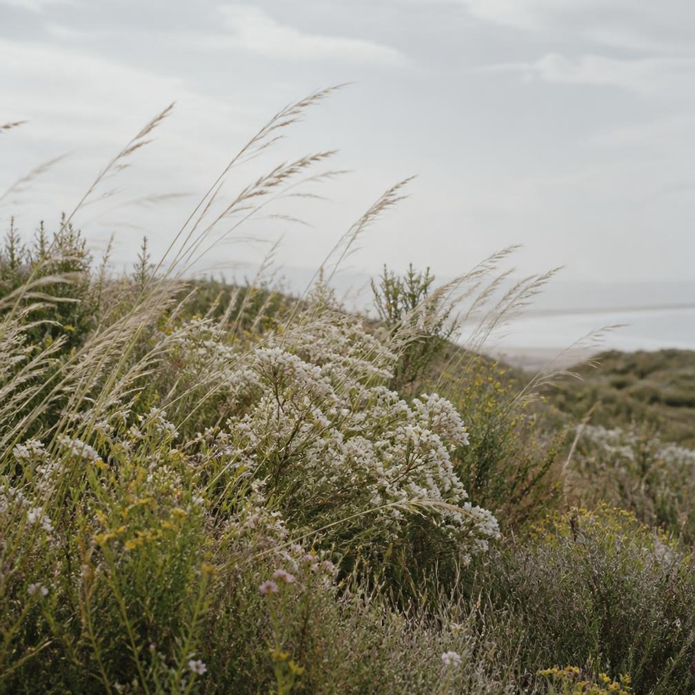 Spring fynbos blowing in the wind on a Cape coastal dune